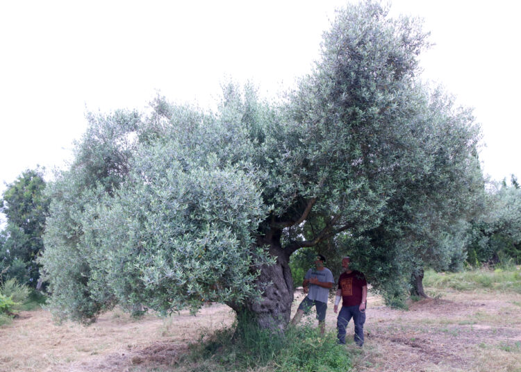 Territori engega la consulta pública per elaborar el decret de conservació de les oliveres monumentals