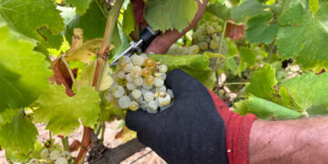 La DO Catalunya amplia la seva zona de producció a quatre municipis de l’Ebre
