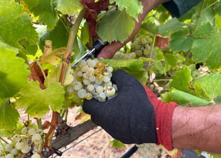La DO Catalunya amplia la seva zona de producció a quatre municipis de l’Ebre